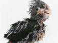 捷克动物园世界最丑鹦鹉 走红网络！