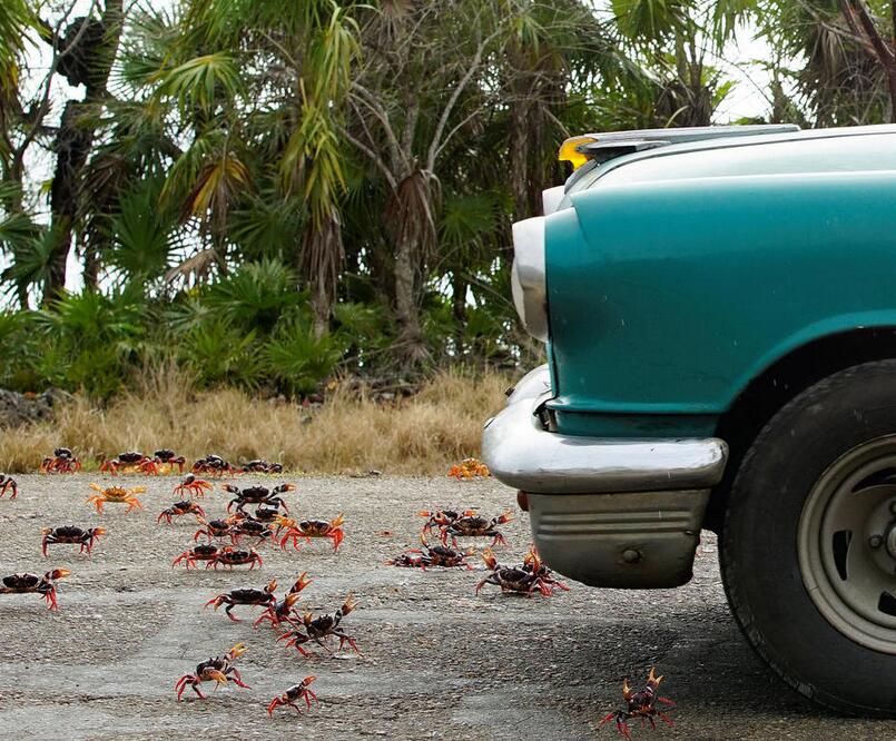 中国网民想帮古巴消灭螃蟹 古巴百万螃蟹横行
