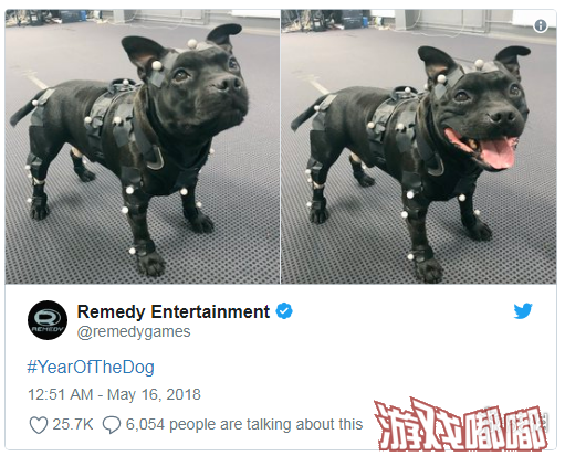 《量子破碎》开发商Remedy介绍了一只斯塔福郡斗牛犬Uuno，这只狗参加了工作室新作的动作捕捉。