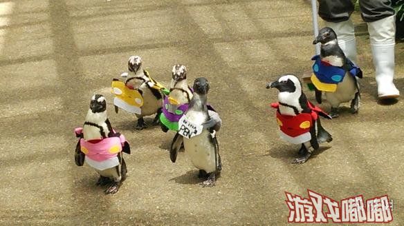 日本岛根县立美术馆举办了《EVA》主题展览，可爱的企鹅穿着初号机等造型服装悠哉散步，用超萌的姿态“入侵”这片未知领地。
