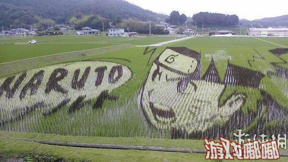 近日有日本网友发现有人在一片稻田中“绘制”了一副巨大的漩涡鸣人画像，鸣人的面部表情等制作的都是非常的完美，令人赞叹不已。