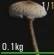 人渣SCUM如何区分毒蘑菇 毒蘑菇与普通蘑菇区分技巧介绍