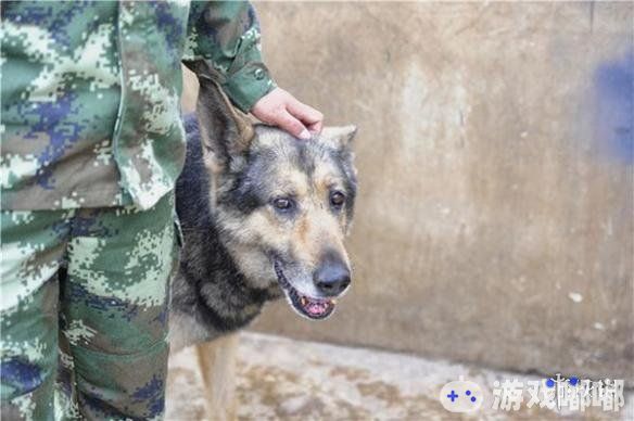 9月17日上午,云南昆明最后一只英雄搜救犬“银虎”走了，它2006年开始服役，参加过无数次艰苦救援，救出了很多被困人员，曾参加过5.12汶川地震搜救，连续搜救10天10夜。