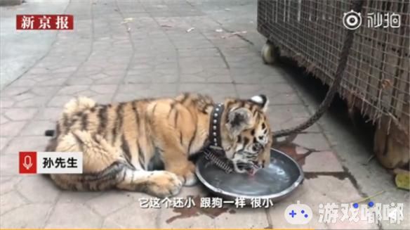 10月10日，福建泉州一名9岁的女孩在动物园门口遛老虎，其父亲称老虎还小，根够一样，网友调侃“老虎的尊严去哪儿了”。