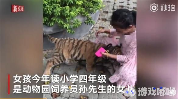 10月10日，福建泉州一名9岁的女孩在动物园门口遛老虎，其父亲称老虎还小，根够一样，网友调侃“老虎的尊严去哪儿了”。