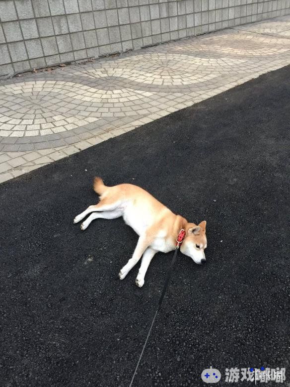 天天看美女也该换换口味了，今天小编为大家带来一只日本可爱的网红柴犬，这只阿柴最出名的竟然不是呆萌，而是因为“懒惰”，一起来了解一下吧！